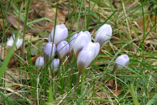 Crocus  'Blue Pearl'  bestellen